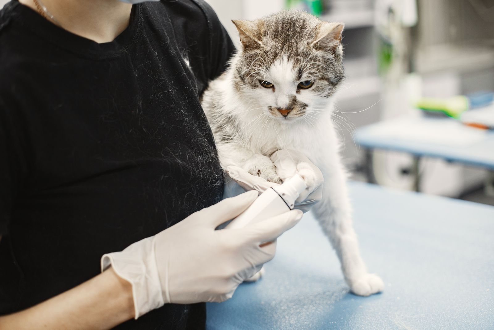 Veterinary clinical examination — exam table and diagnostic tools