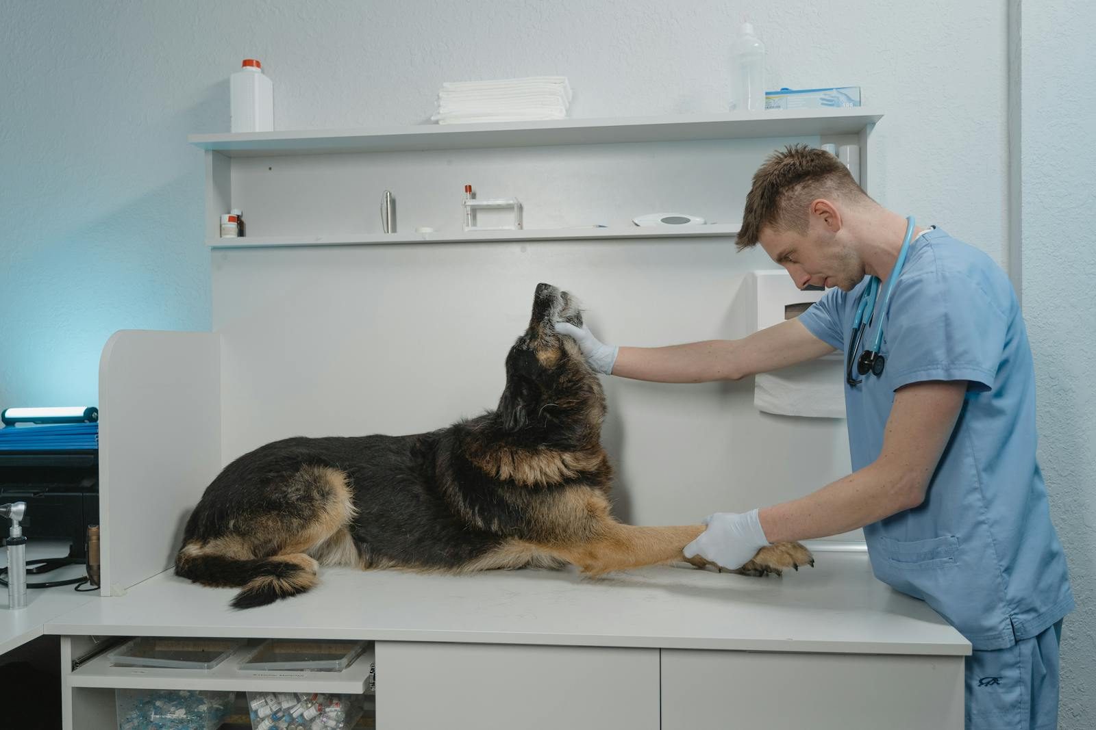 Veterinary surgeon examining a dog — clinical equipment in use