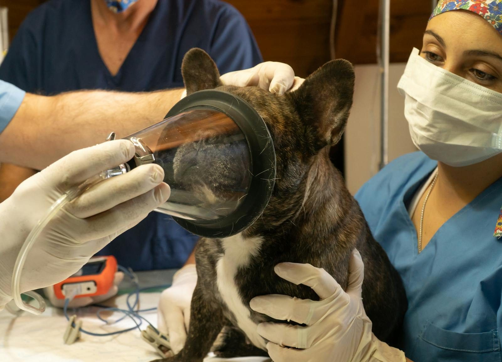 Veterinary operating theatre — surgical table and lighting
